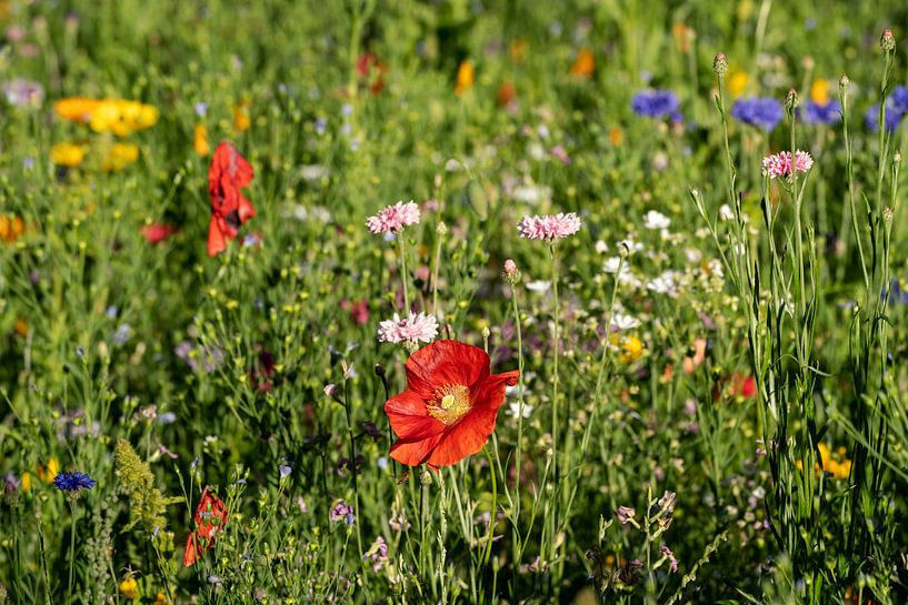 Wildblumenwiese von Uwe Ulrich Grün