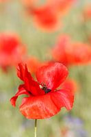 Red splendor; poppy