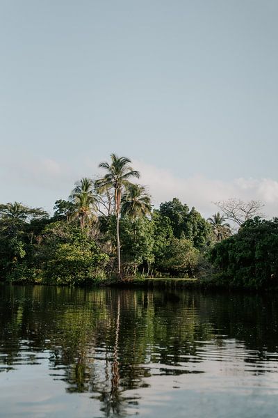 Photographie de voyage "Palmier" | Costa Rica | Amérique Centrale | Monteverde | vert | montagnes | Photographie | Tirage photo | Tirage d'art par Estelle Bijker Fotografie