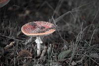 Die Farben des Herbstes in unterschiedlicher Pracht