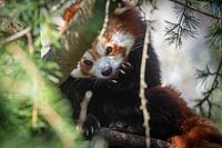 Junger Roter Panda ruht sich kurz in einem Baum aus