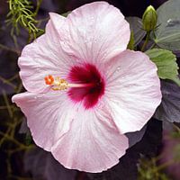 Hibiscus des jardins fleuris