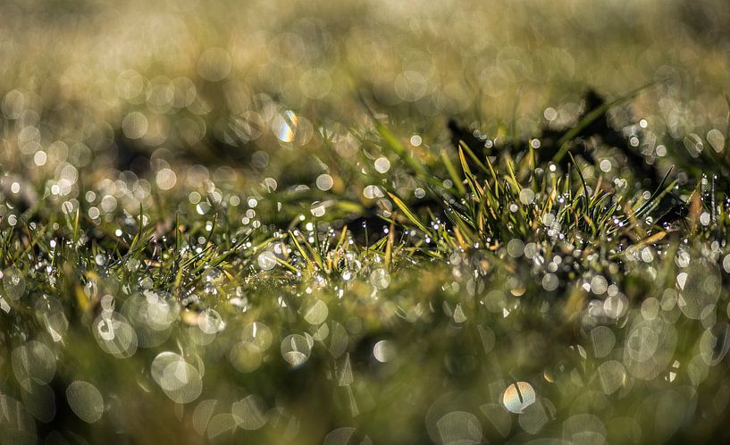 Tau von Mario de Lijser