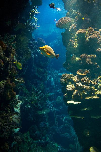 Aquarium von Veronique Kriesch