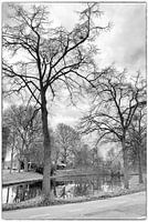 Highly Defined Trees