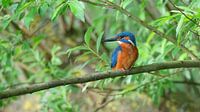 Kingfisher in greenery