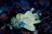 autumn leaf with drops
