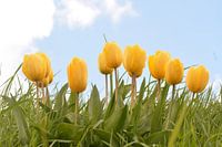 Waving Tulips part II