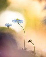 Anémones des bois à la lumière du soleil