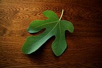 Elegantes Feigenblatt