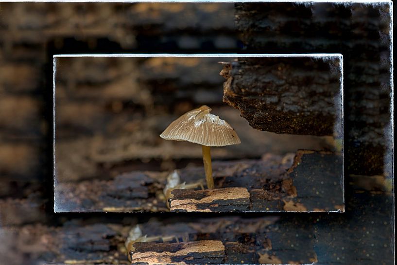 Einsamer Pilz von Henk Schmitz
