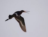 Grutto's op Terschelling