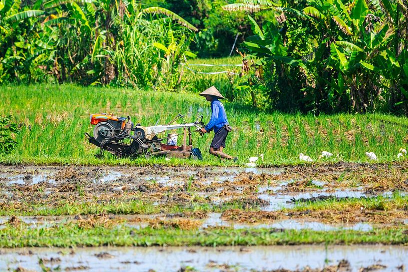 Local farmer at work in Bali's rice field by Danny Bastiaanse