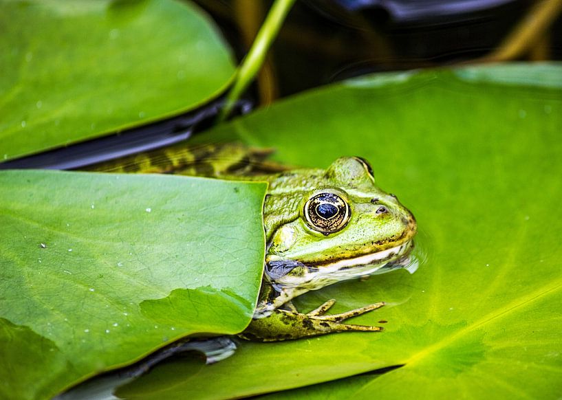 Dijkkikker van Karl-Heinz Lüpke