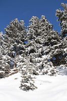 Zwitsers winterlandschap