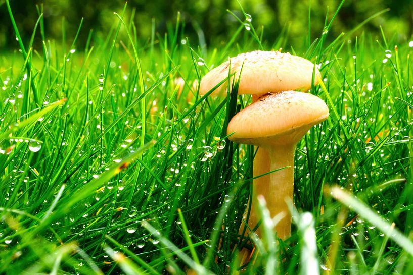 Pilze Wasserperlen von Henrys-Photography
