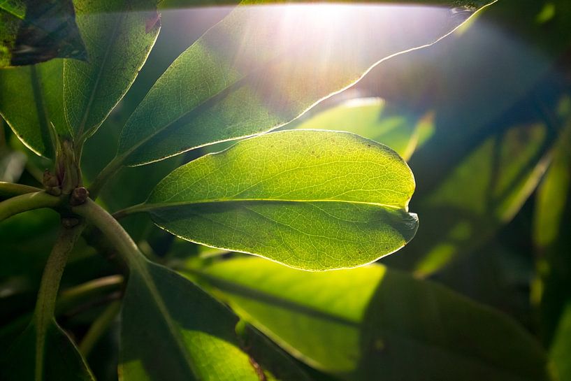 botanical art, green leaf with veins by Karijn | Fine art Natuur en Reis Fotografie