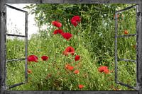 Window view -  papavers