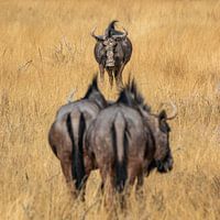 Wildebeest