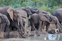 Kudde drinkende olifanten