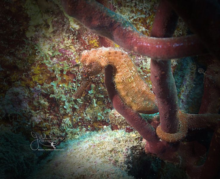 Caribisch zeepaardje, Bonaire van Joseph M. Bowen Photography