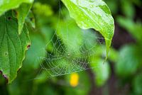 Spinnenweb met dauw