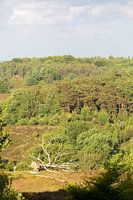 Veluwezoom im abendlichen Sonnenlicht