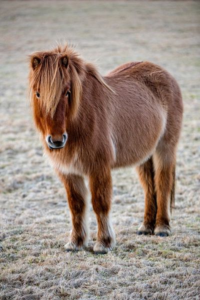 Iceland horse by Andreas Müller