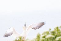 Verträumter Jan van Gent