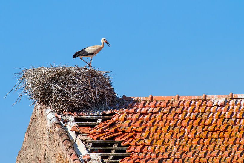 Ooievaar staat in nest op dak  van Ben Schonewille