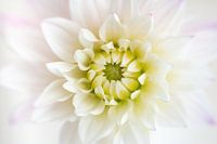 Le dahlia blanc