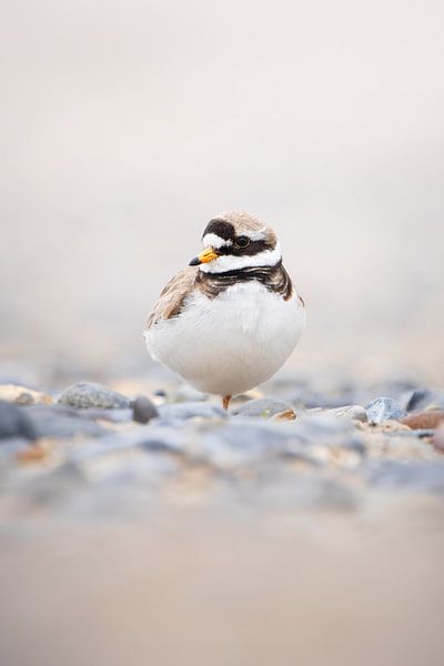Ringed plover on the pebble beach by Ruben Van Dijk