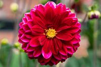 Dahlia red