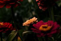 Fleurs sur fond sombre