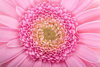 Das Herz einer rosa Gerbera