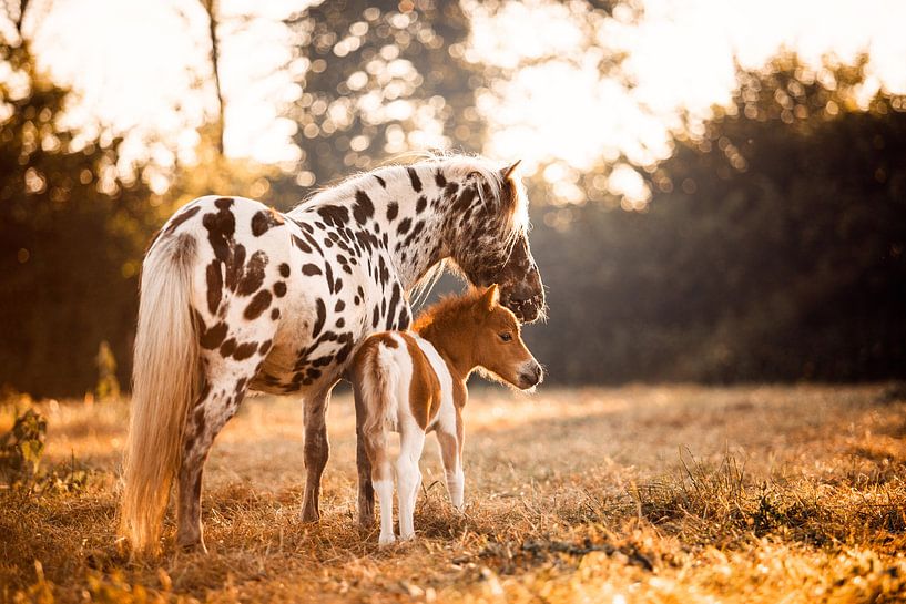 Shetland pony and foal by Lotte van Alderen