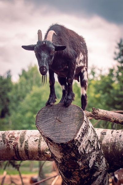 The Billy Goat by D.R.Fotografie