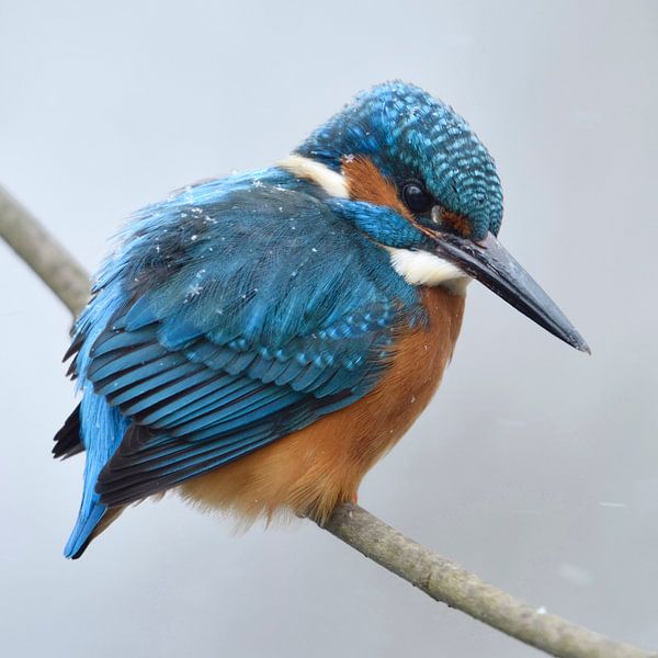 Martin-pêcheur d'Europe ( Alcedo atthis ) en hiver avec des flocons de neige dans son plumage par wunderbare Erde