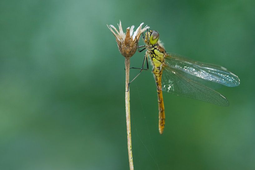 Ziegelroter Heidelibel auf Blume von Jeroen Stel
