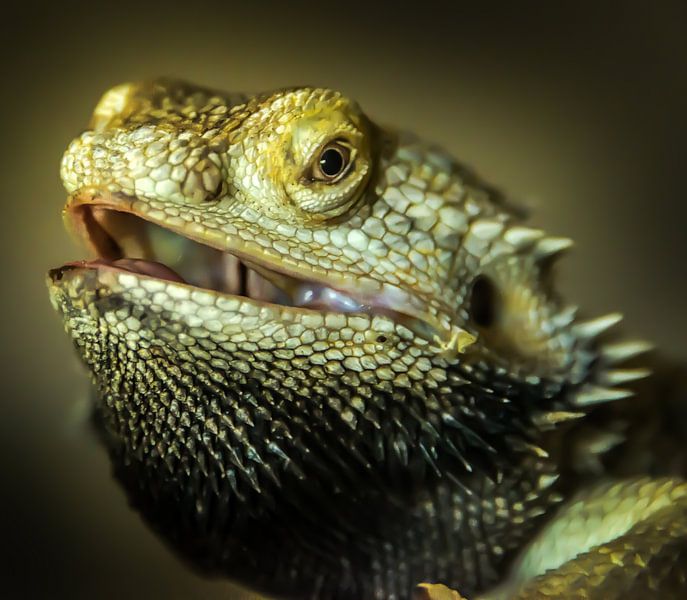 Baardagaam par Harrie Muis