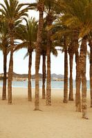 Palm trees by the sea - Villajoyosa, Spain