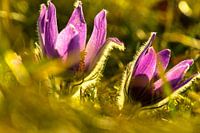 Coqs de bruyère dans le contre-jour doré - danse printanière au Wiesengrund