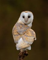 Die Eule mit dem Herz