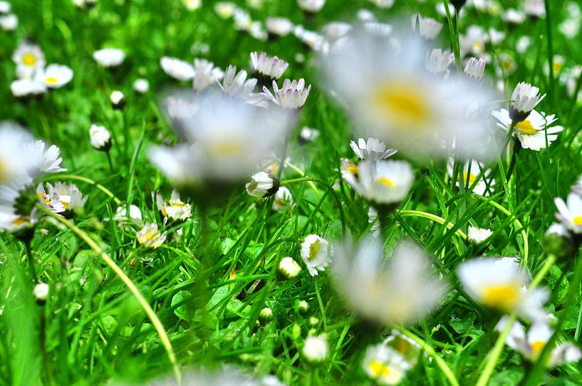 Farbklekse par Edgar Schermaul