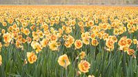 Bloeiend narcissenveld in omgeving van Lisse
