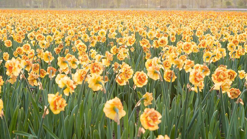 Bloeiend narcissenveld in omgeving van Lisse von Anna Krasnopeeva