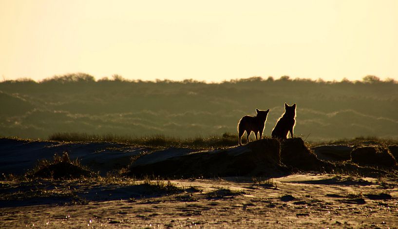 Tolles Paar von Sven Zoeteman