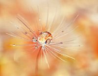 Draag-Kracht (Paardenbloempluisje met druppel)