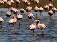 Roze flamingo's