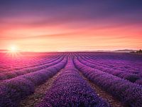 Lavender fields rows at sunset. Provence, France